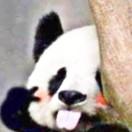 🐼d