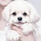 永飞阁主