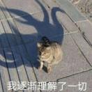 启舞飞扬