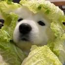 蟹皇酱