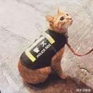妙瓦底6号猪仔