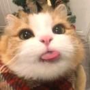 苏心