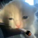 未知羊₍ᐢ..ᐢ₎