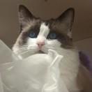 小猫铃铛