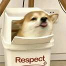 蒋稚龙