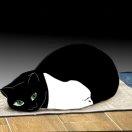 cat mixed rice