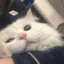 恋