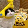 小猫