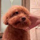 🌷绿豆修勾🐶.