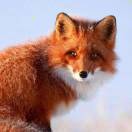 🦊