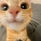 馋猫