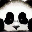 大能猫