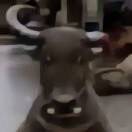伊仔
