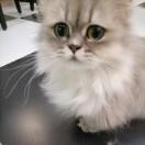 小咪