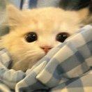我要7宵夜