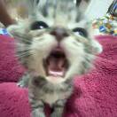 ฅʚ约瑟夫重度依赖ɞฅ