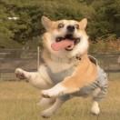 三竖川轩笙£