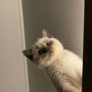 衔玉