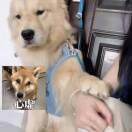 铁咩，八嘎