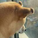 椰子螺（梨尾橙）