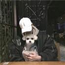 寅胄