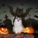 猫.