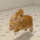 乌龟杀手