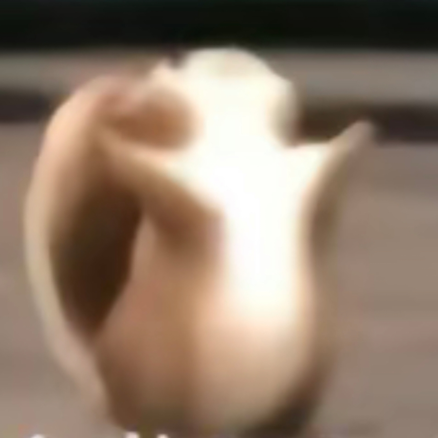 跳跳猪
