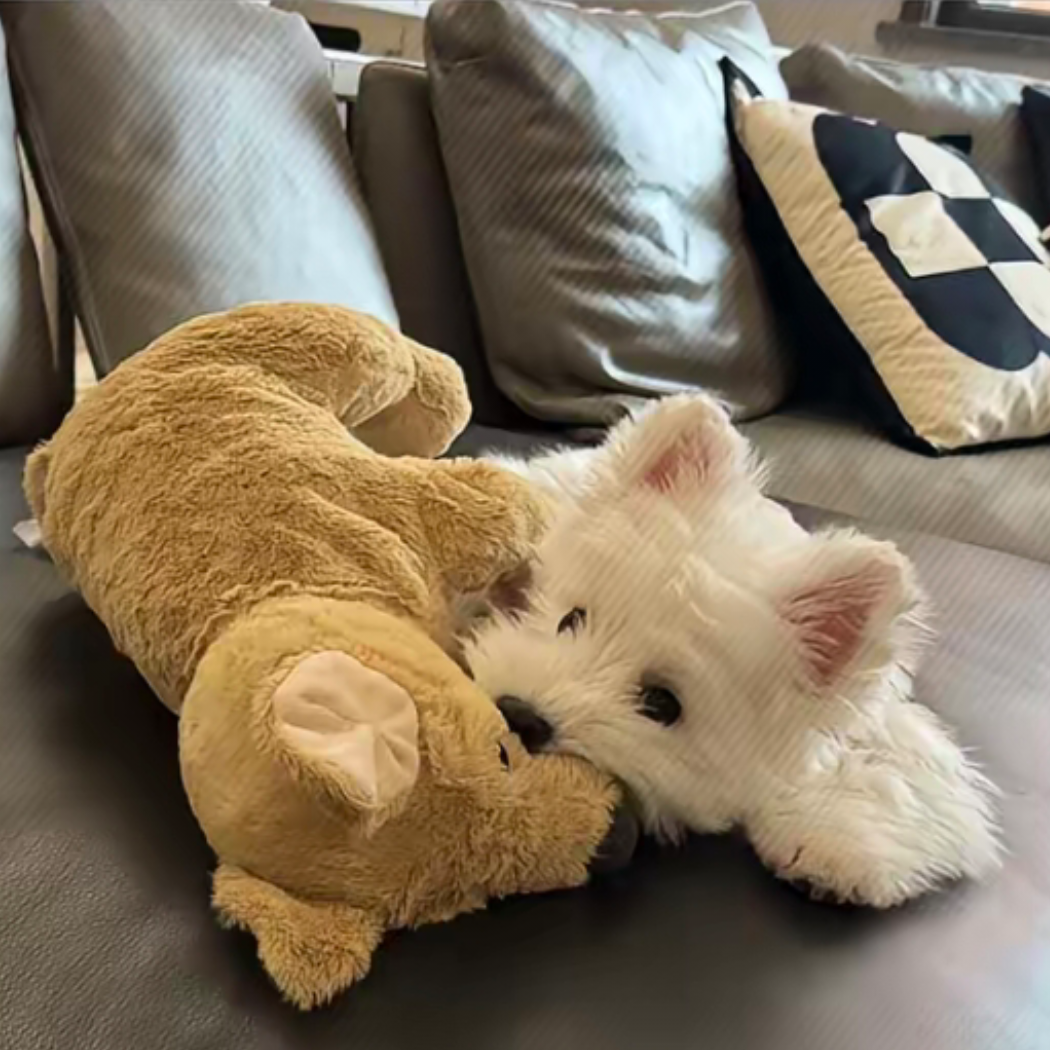 予猫秋