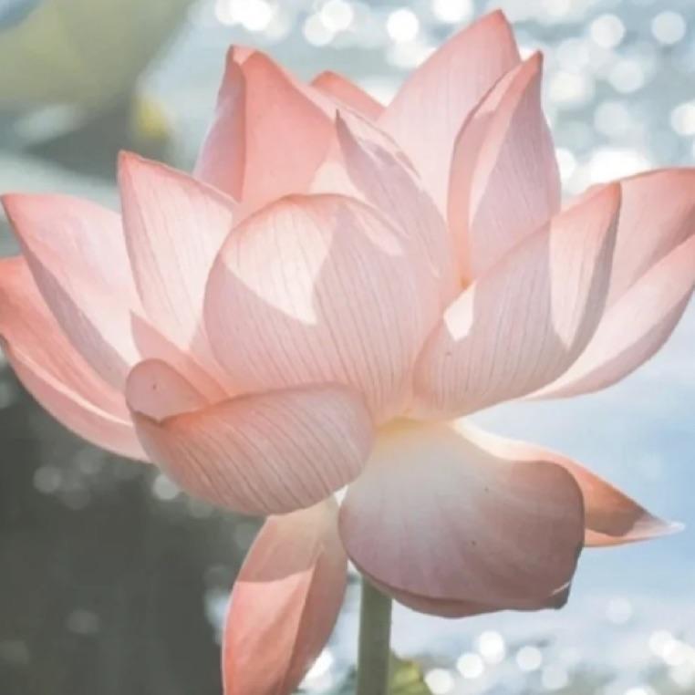 一只涵涵吶