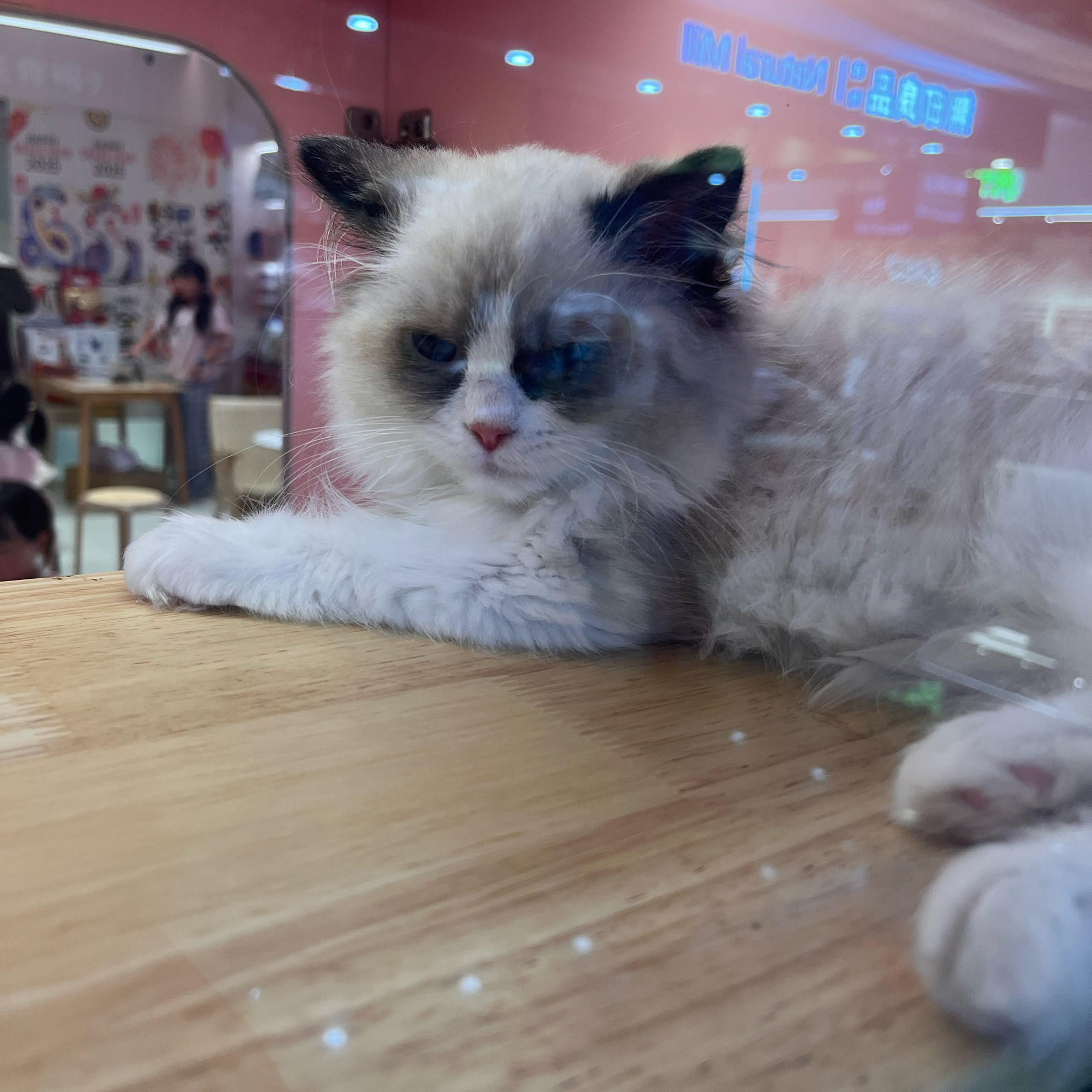 不善言辞的大阴阳师