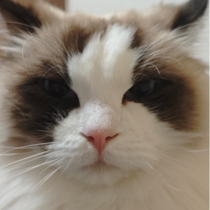 家有两只猫