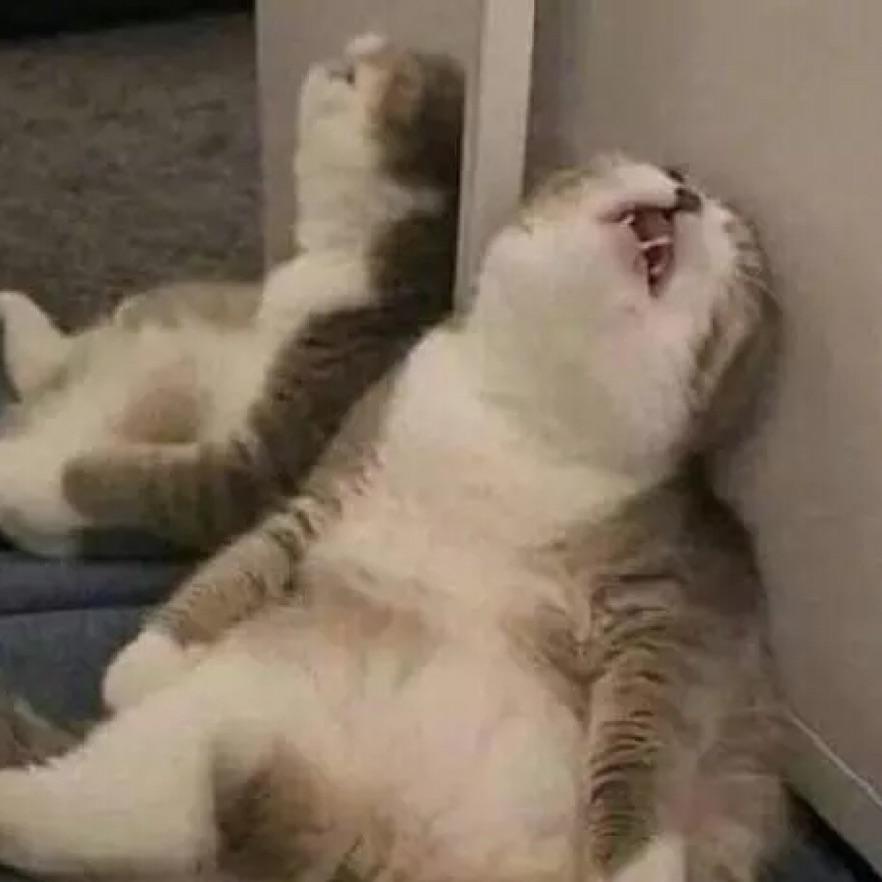 保护我方丸子🍓