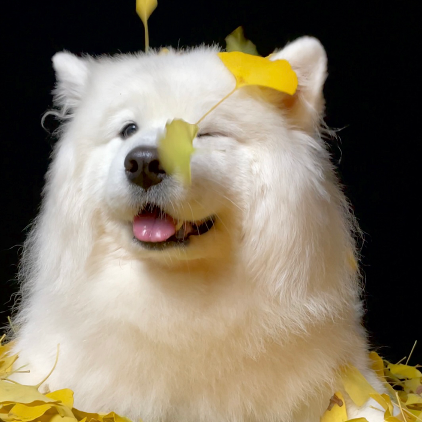 吴腿腿