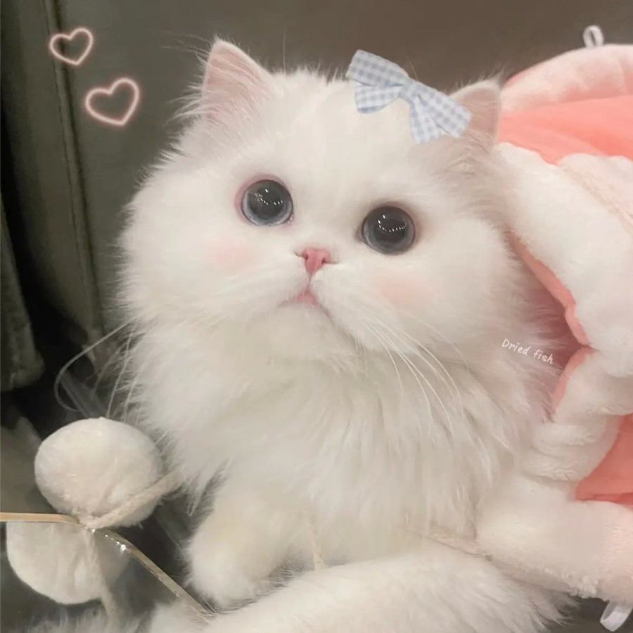 芝士牛莱