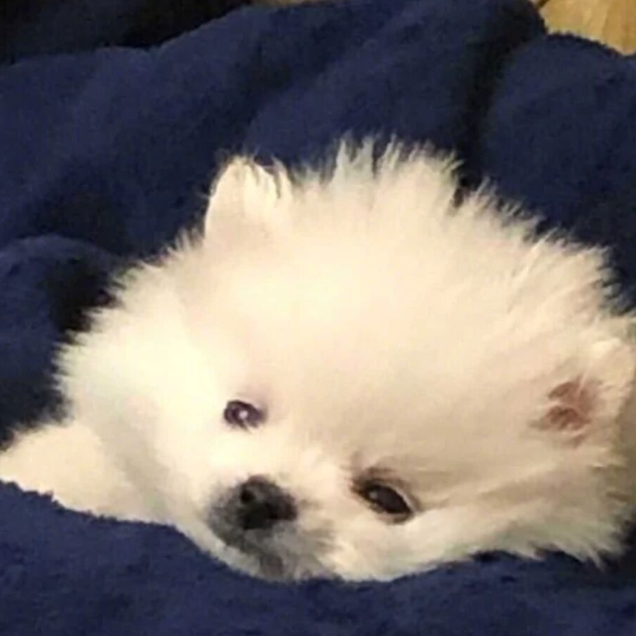 安
