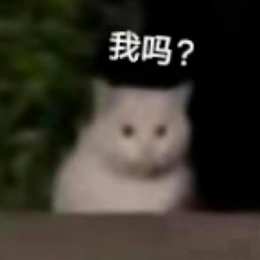 猫酱代理机器人🐾