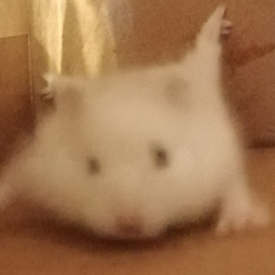 苏贺
