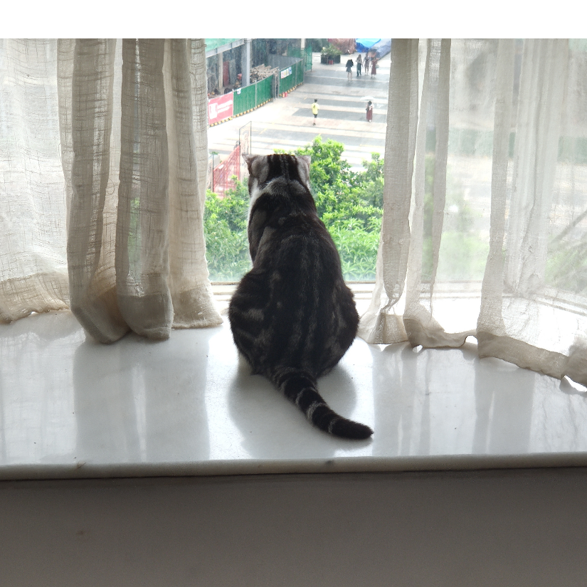 小鱼