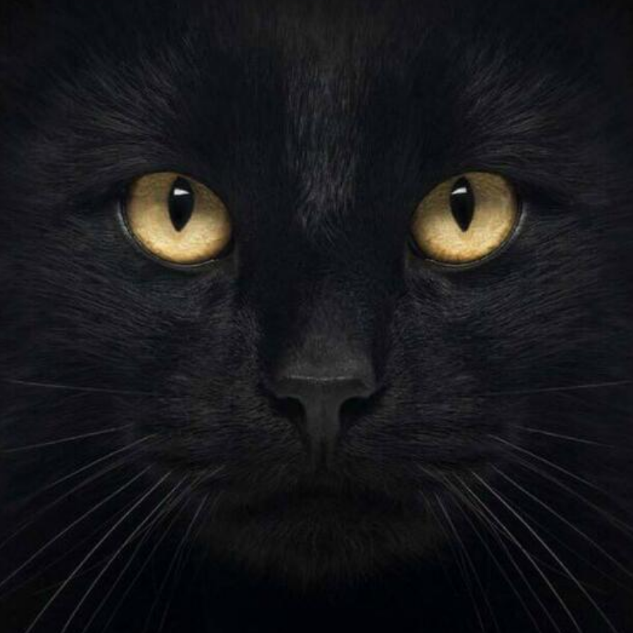 小黑猫