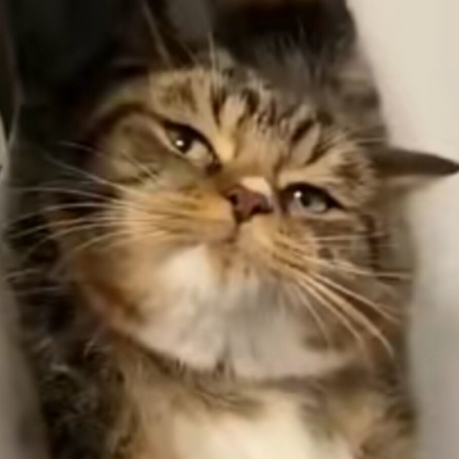 拽猫