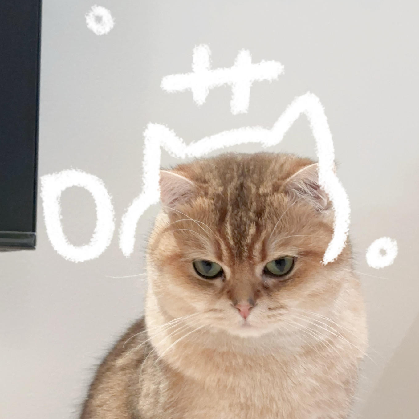 北妄妄