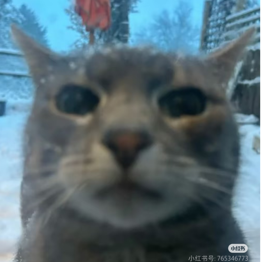 🐱
