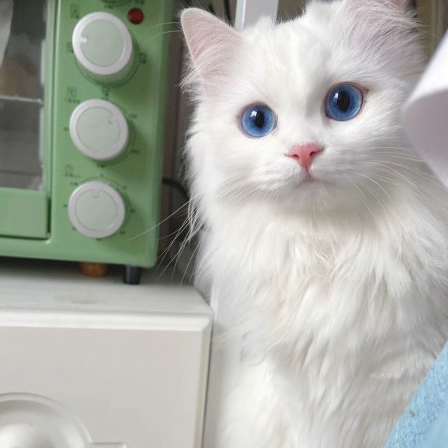 胖虎