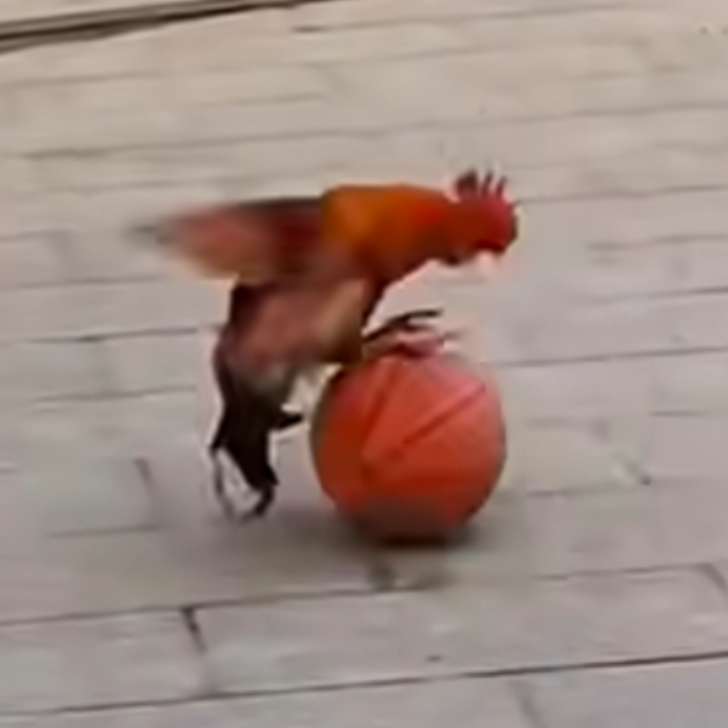 Mr.chicken