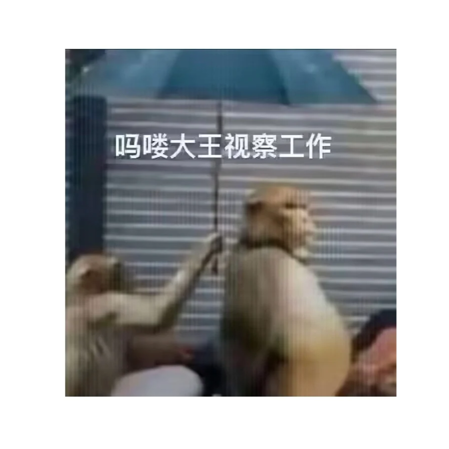 马猴