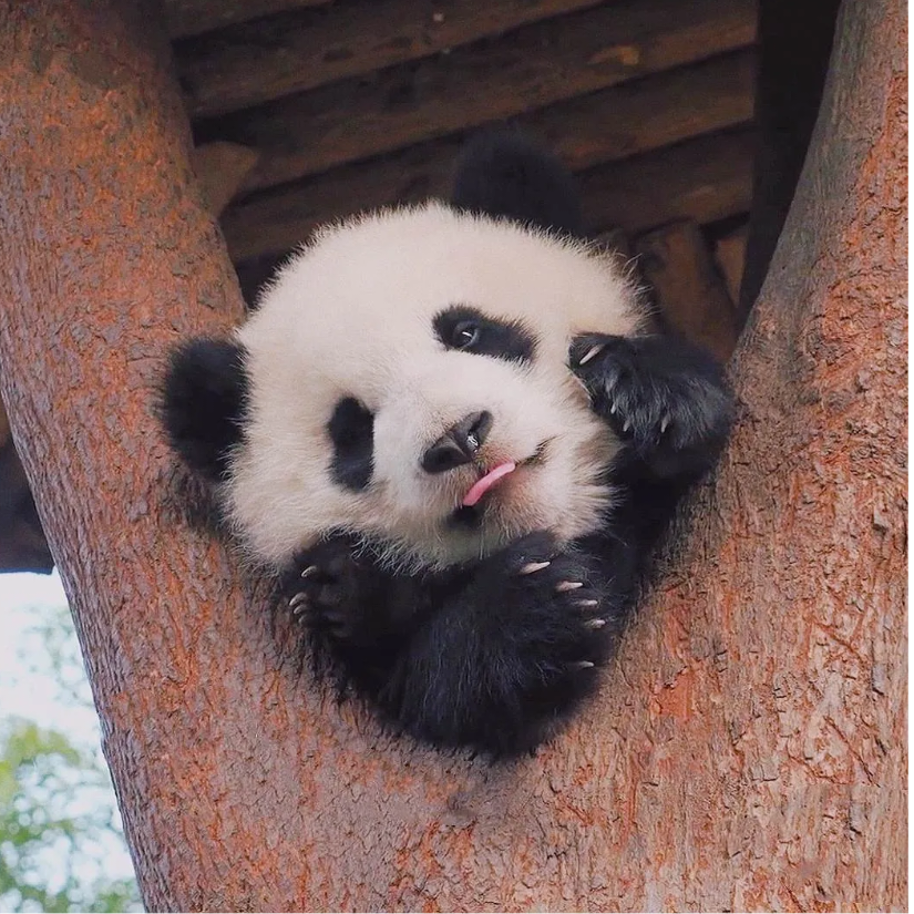 杠精退散