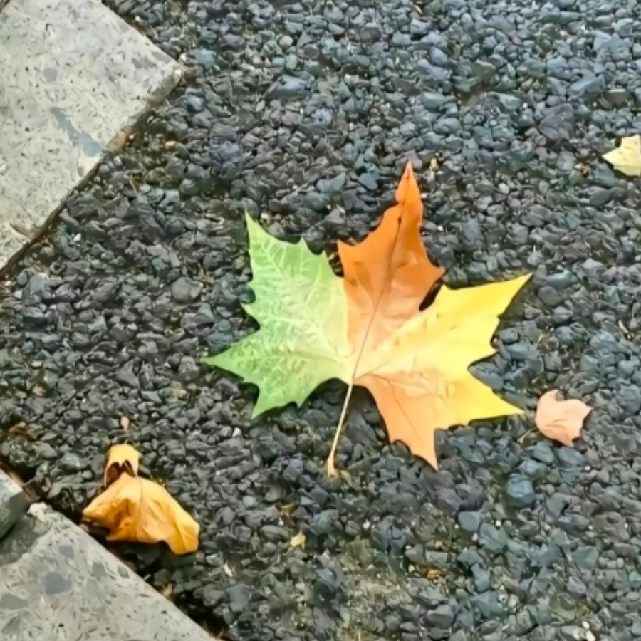 林生雨