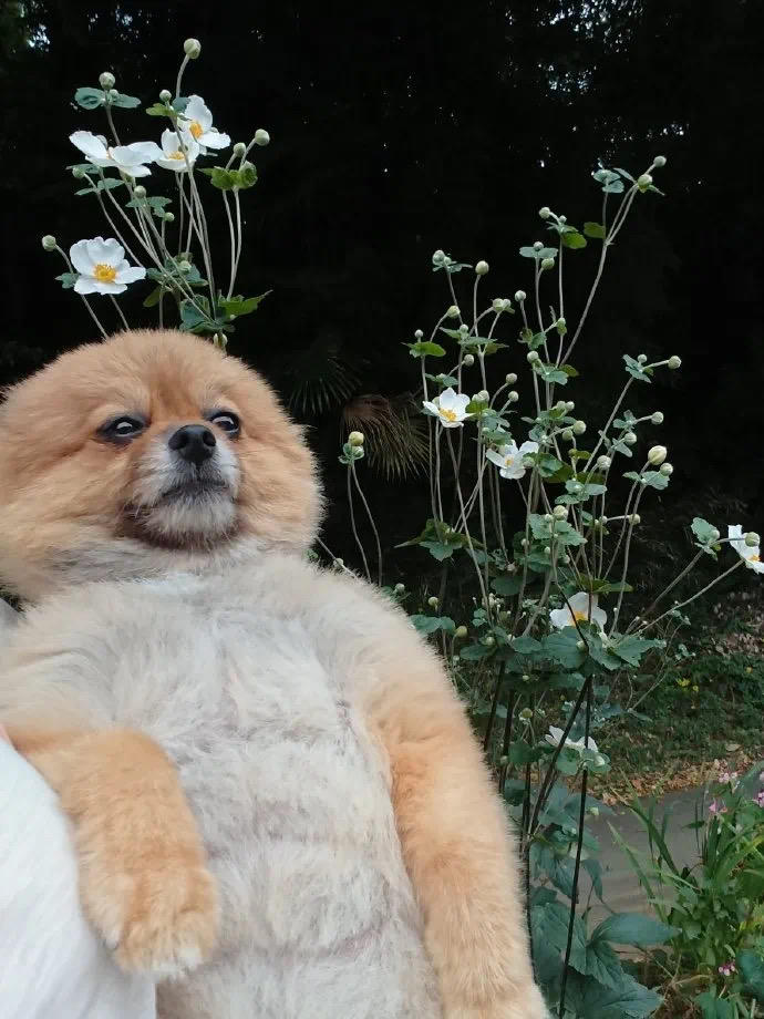 胡吃海塞的二狗