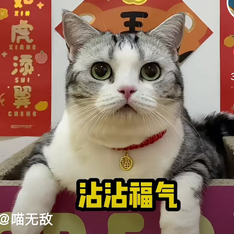 好运猫